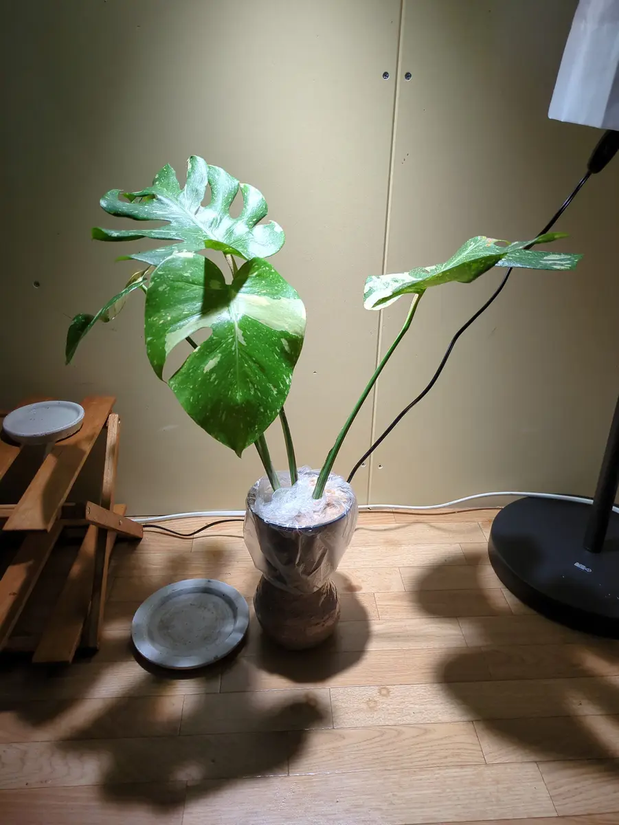 モンステラ　デリシオーサ　タイコンステレーション　入り　五合鉢　美株 観葉植物】①モンステラ デリシオーサ タイコンステレーション 斑入り