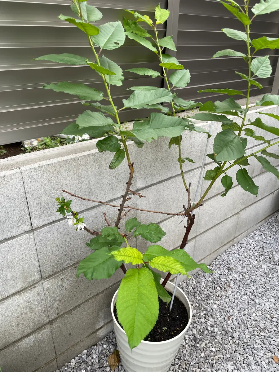 3年前にライラックの苗を買い育てていましたが、ずっと花が咲き