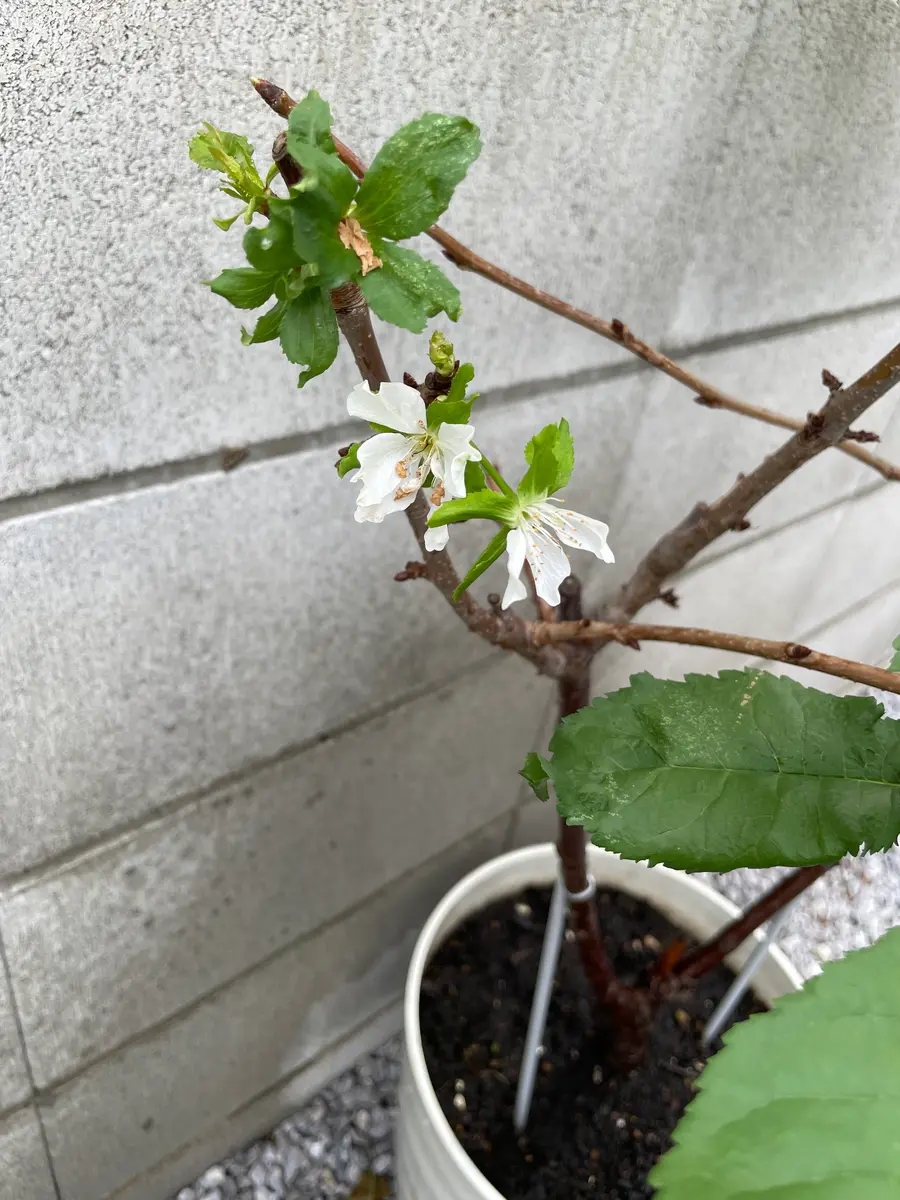 3年前にライラックの苗を買い育てていましたが、ずっと花が咲き