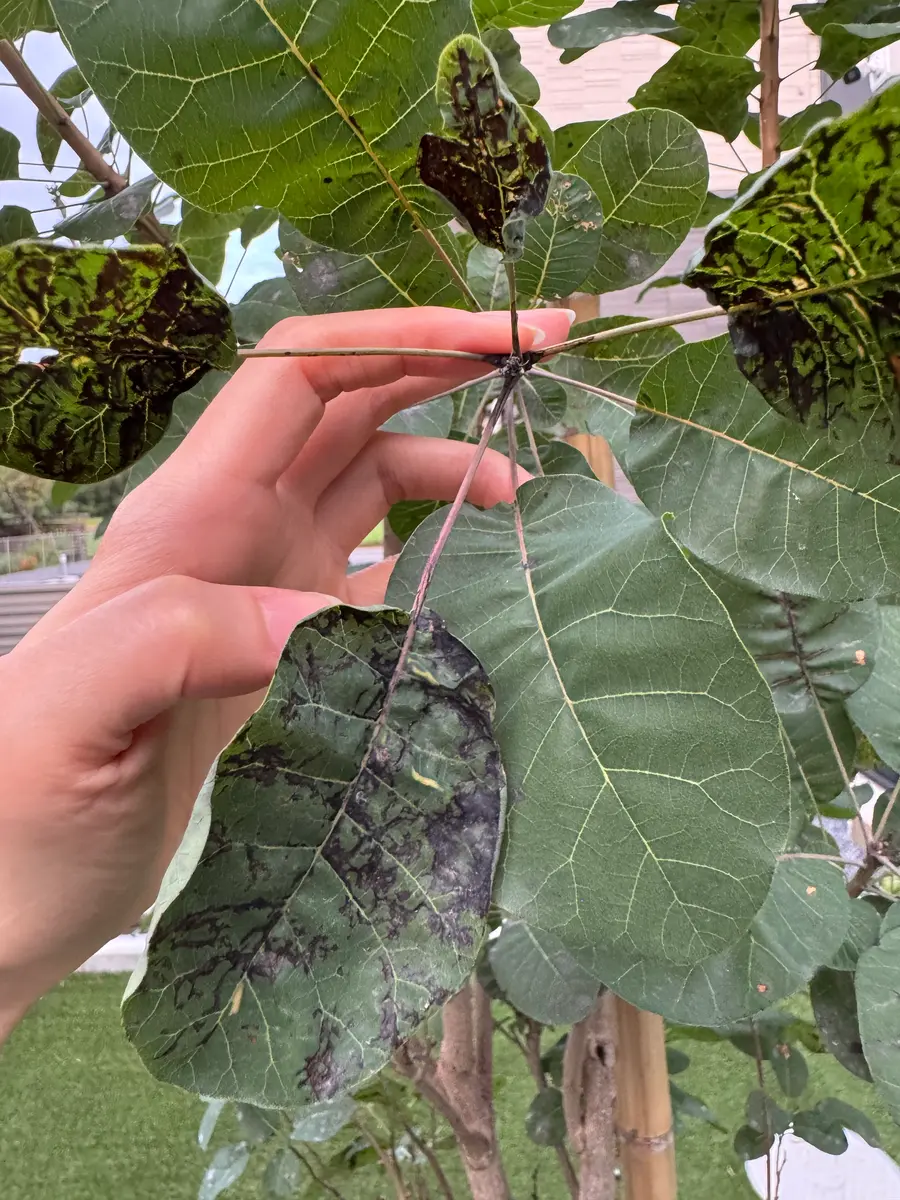 園芸初心者です。地植えのスモークツリーの枝先の葉から黒く｜園芸