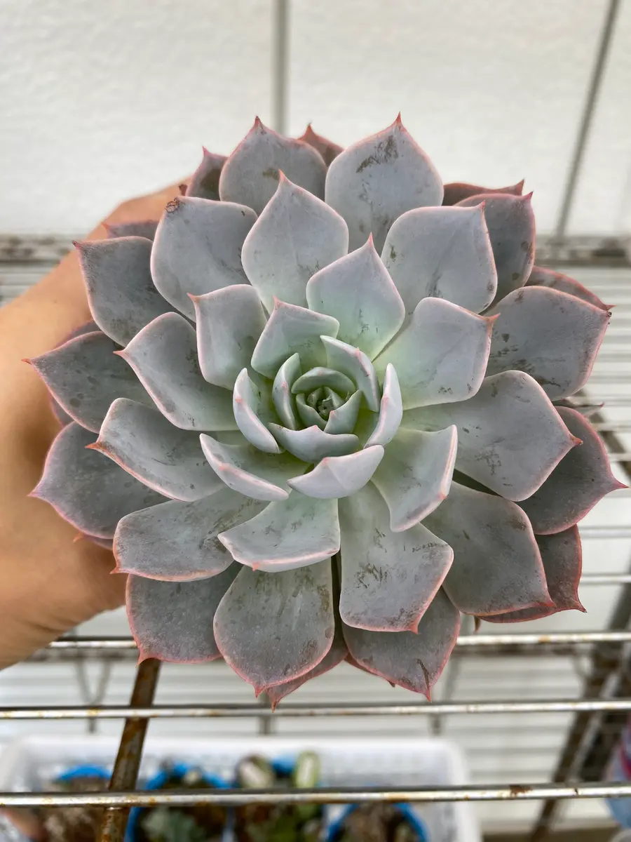 こちらの多肉植物の名前を教えてもらえますか。1年ほど前に園｜園芸