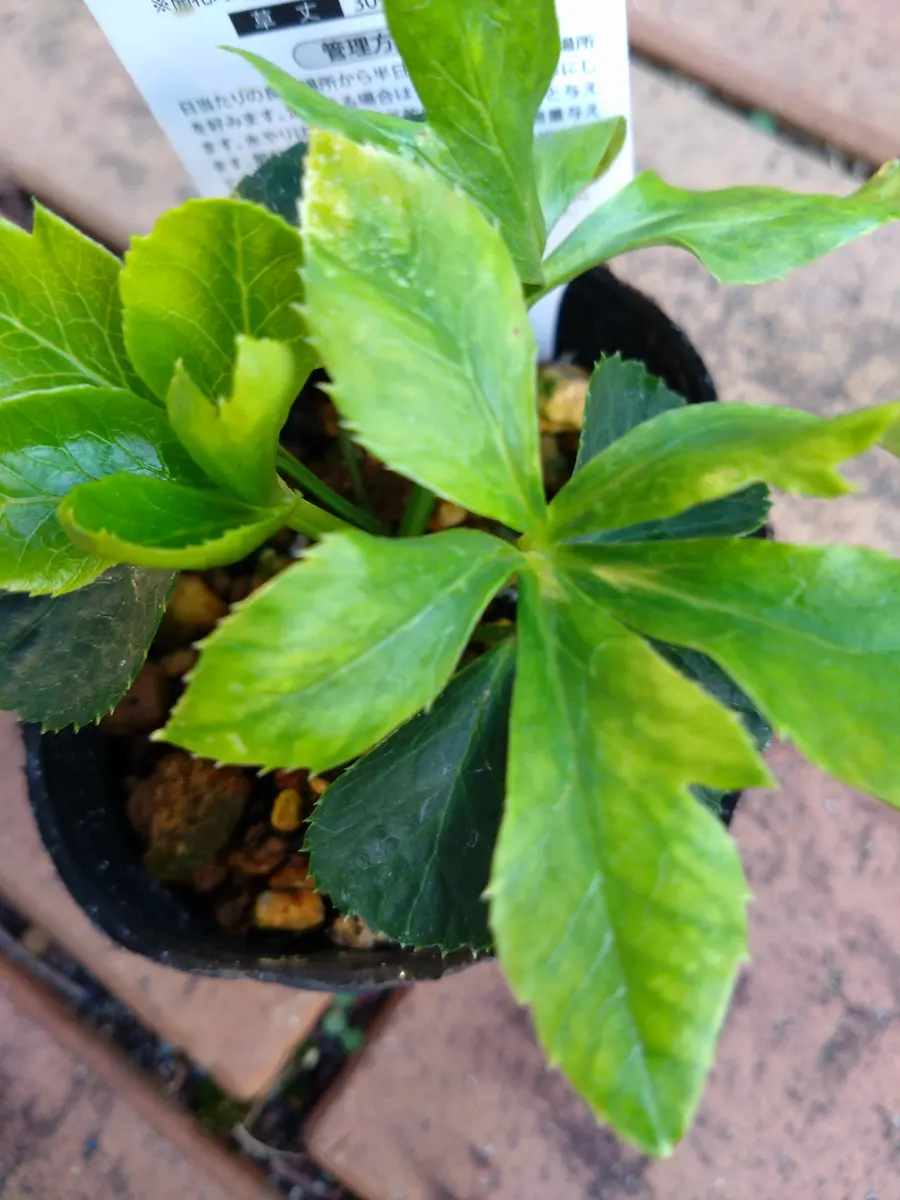 クリスマスローズのことで相談です。小さい苗のようなクリス｜園芸