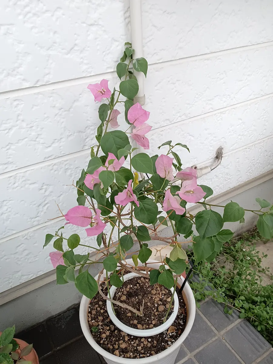 今年の5月にアドバイスをいただいたブーゲンビリアの続きにな