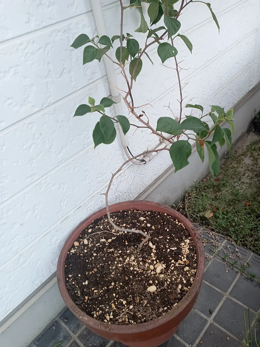 今年の5月にアドバイスをいただいたブーゲンビリアの続きにな