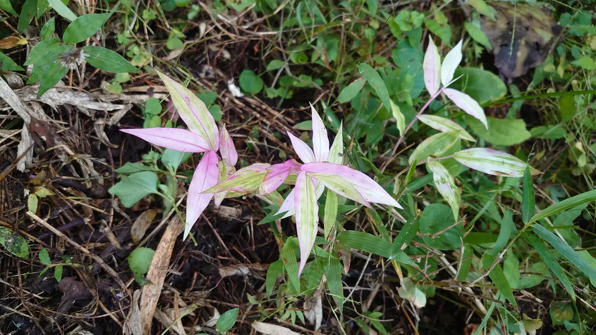 葉っぱさん　確認用 山の草刈りをしていたら、みなれないピンクの葉っぱをみつけま