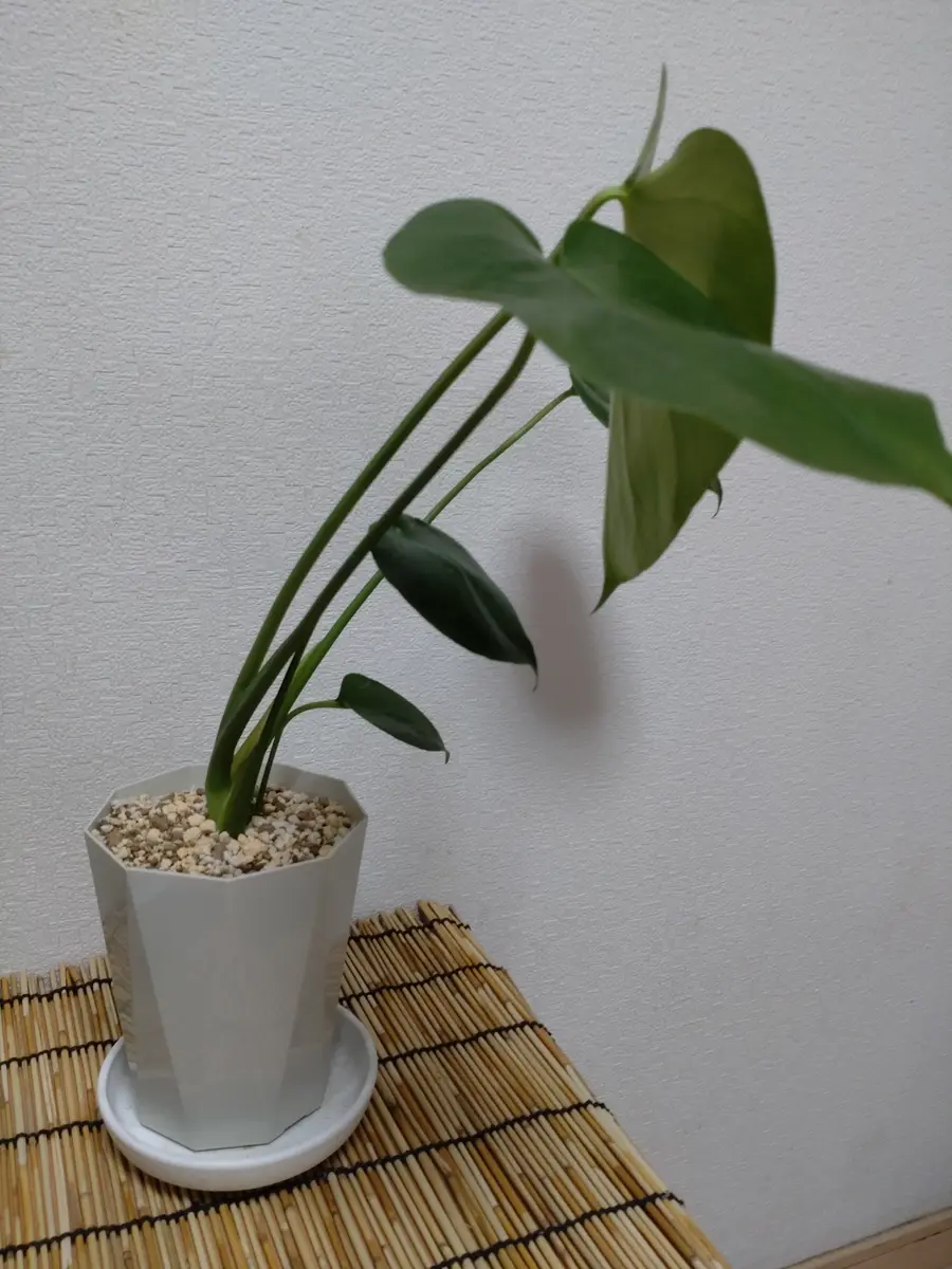 img_cache_q_49032_1_1759700203