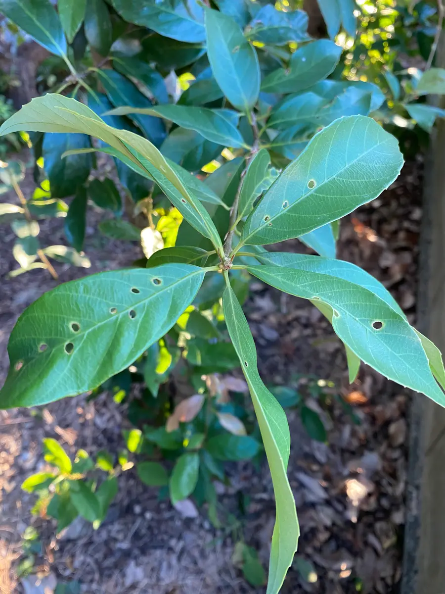 img_cache_q_49051_1_1759750278