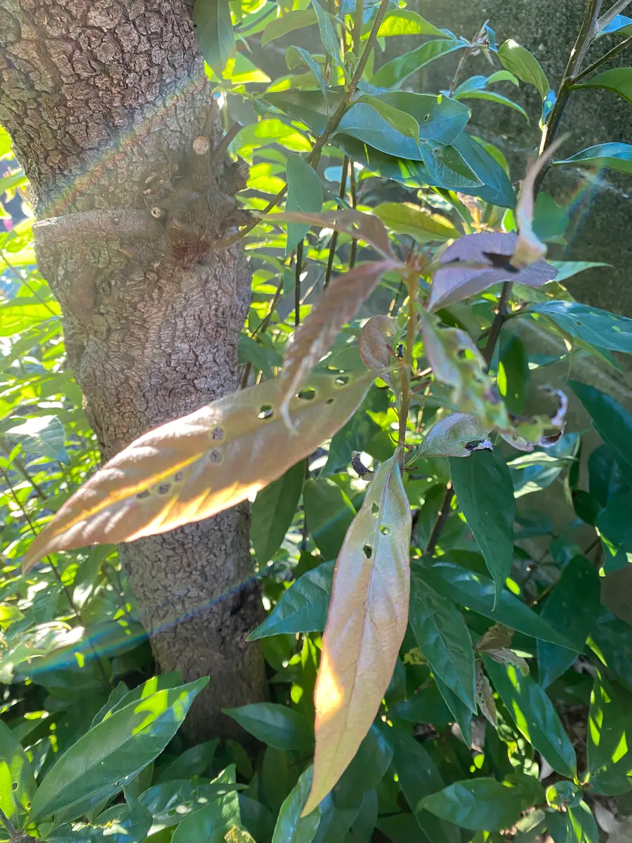 樫の葉に一列で等間隔みたいに穴が空いています。葉のほぼ全て