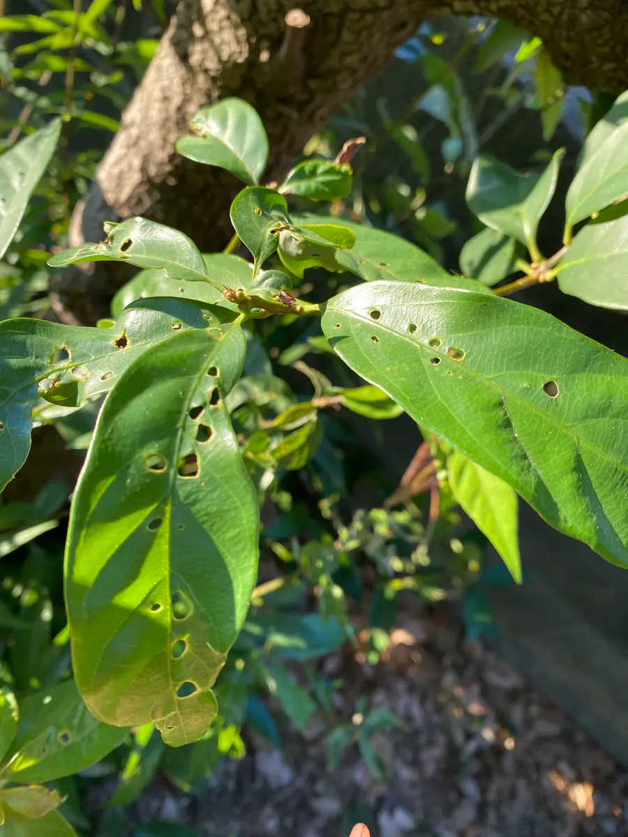 樫の葉に一列で等間隔みたいに穴が空いています。葉のほぼ全て