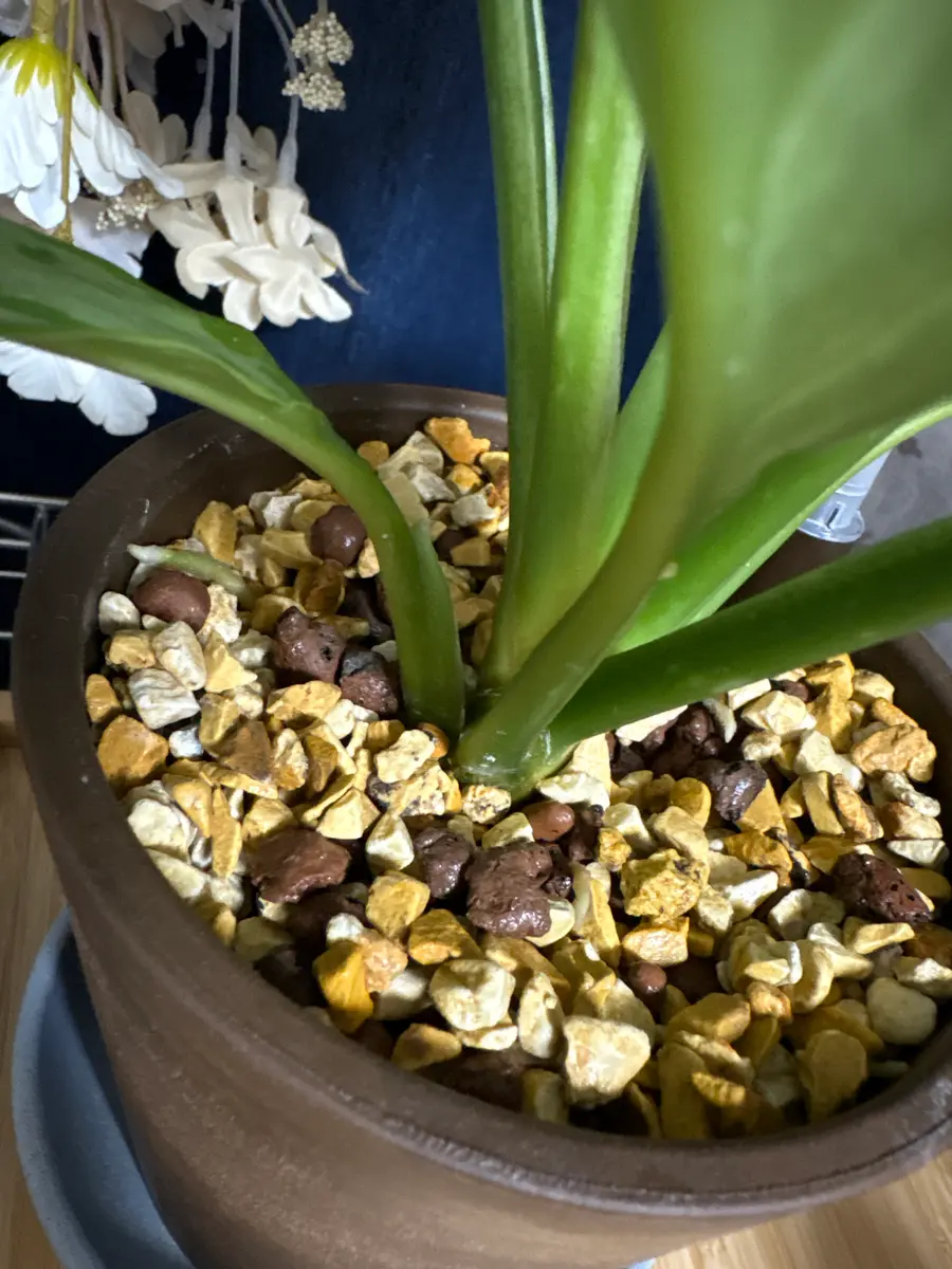 2ヶ月前に購入した4号鉢、ハイドロカルチャーのアグラオネマで