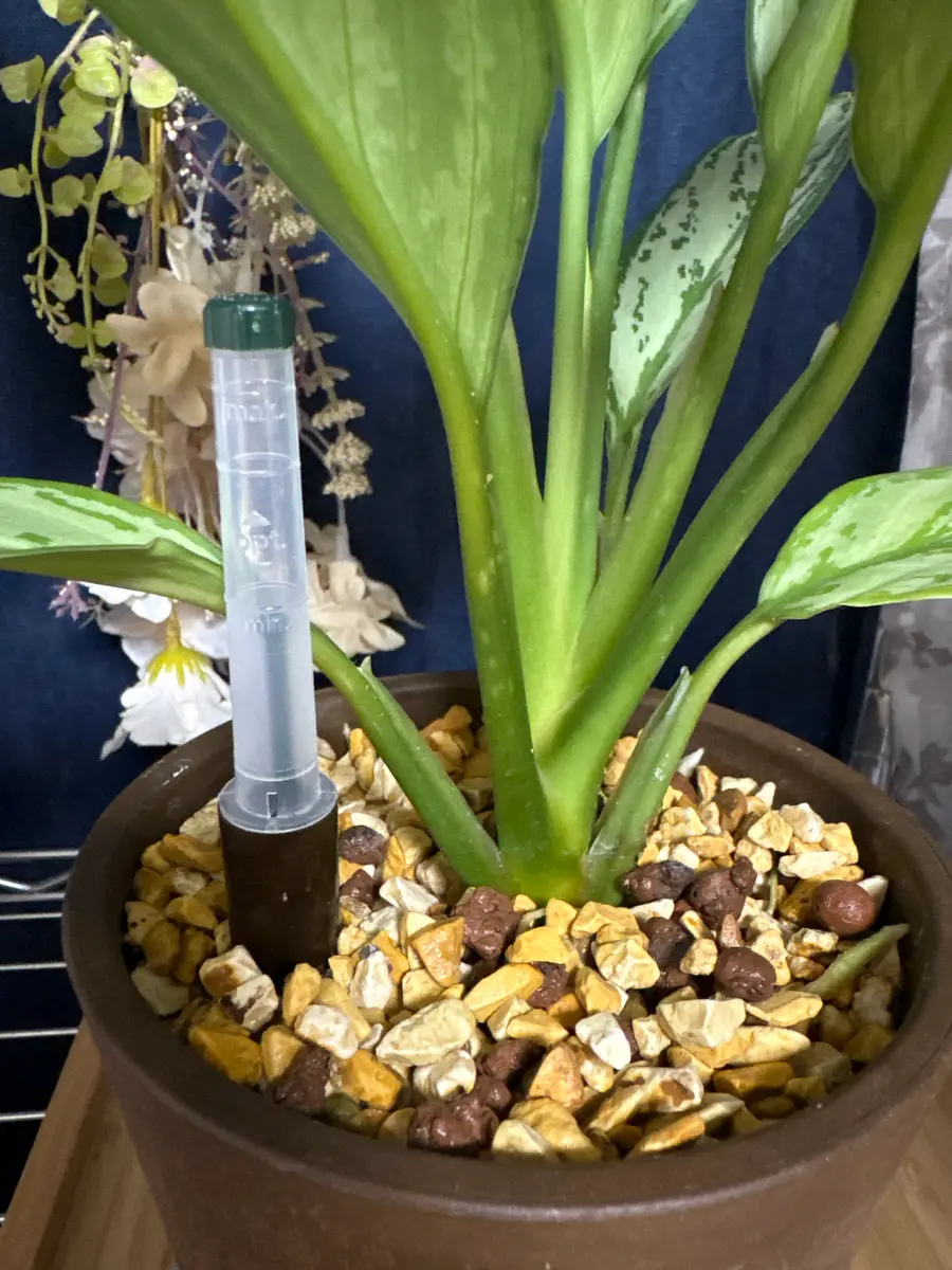 2ヶ月前に購入した4号鉢、ハイドロカルチャーのアグラオネマで