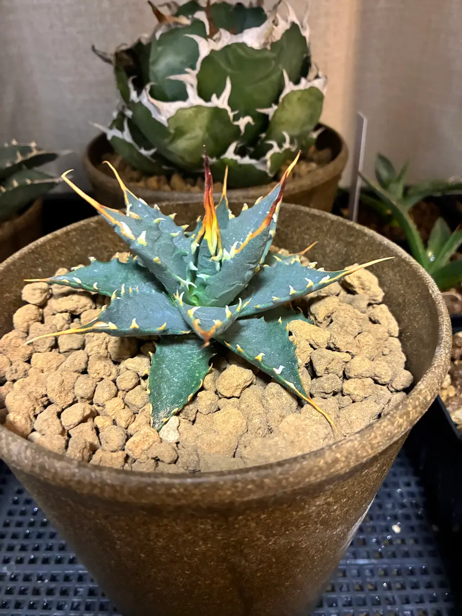 エボリスピナ2つになります。こちら陽炎にあたりますか？ま