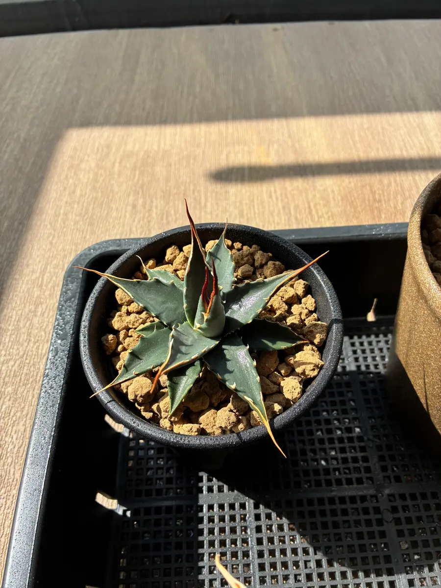 り*う様 【発根済】陽炎・大株エボリスピナ②/鉢ごと発送 発根済】陽炎・極上コレクション株/鉢ごと発送 - メルカリ