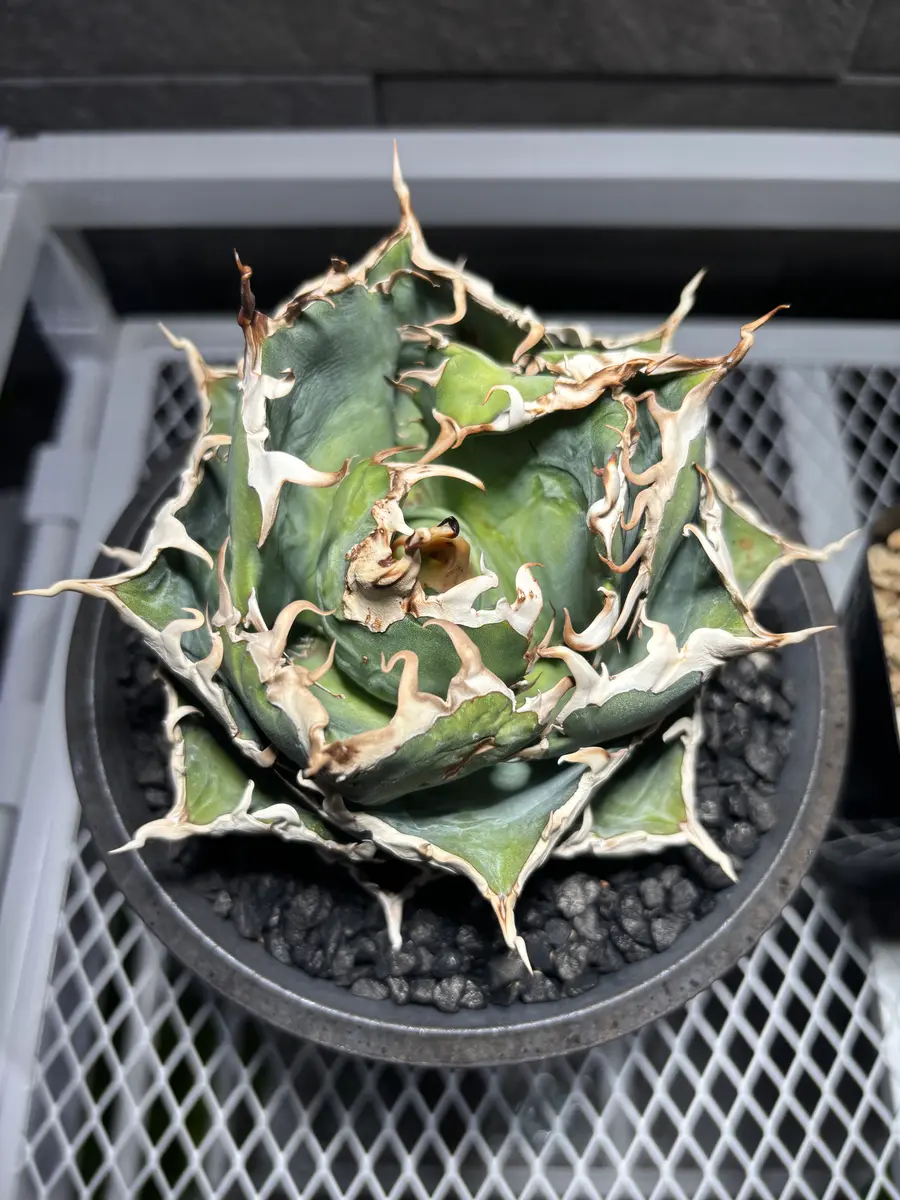 アガベ白鯨の葉がロゼット中心に向かって折れ曲がったまま上手