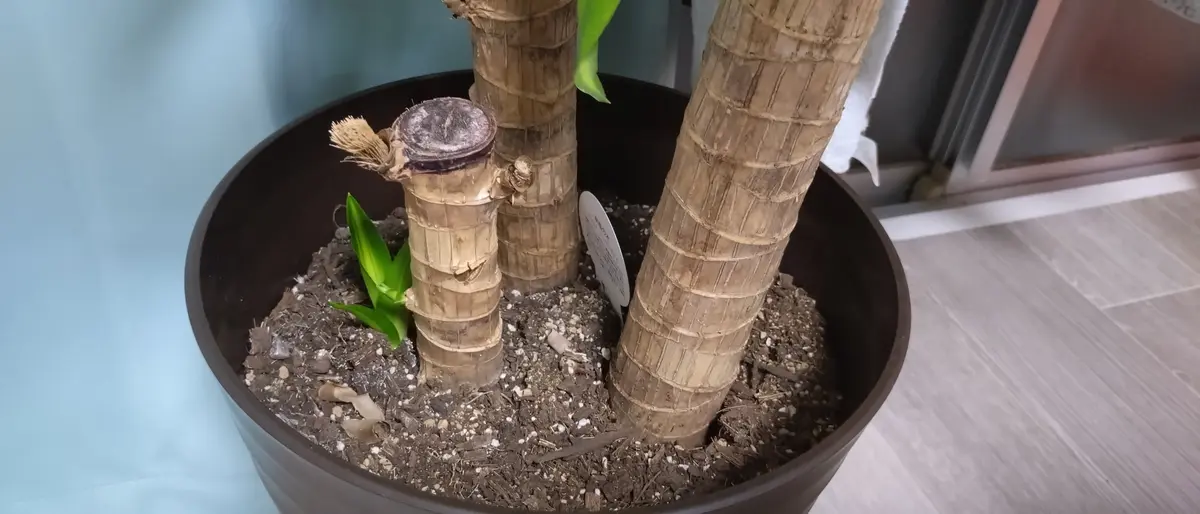 モンステラ ドラセナ 観葉植物取りに来て頂ける方歓迎 鉢底から1m以上です！ モンステラ ドラセナ 観葉植物取りに来て頂ける方歓迎 鉢底から1m以上