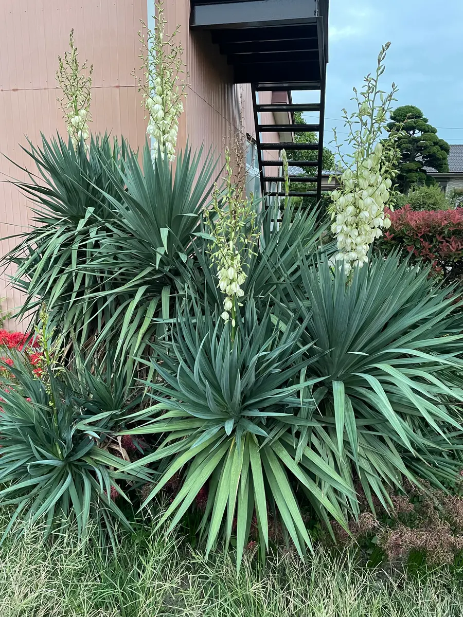 キミガヨラン ユッカラン グロリオサ Yucca ユッカ ドライガーデン