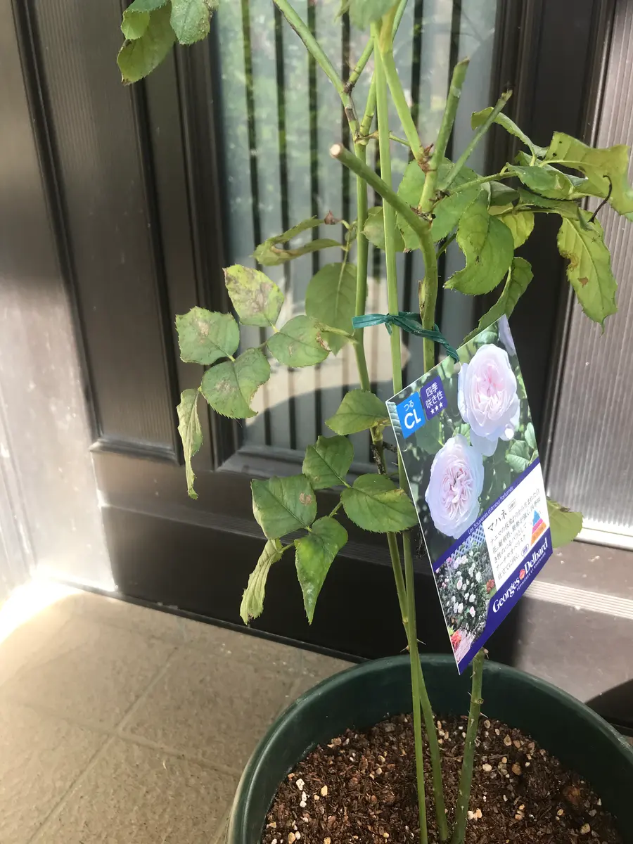 先日、○芸ネットにて購入したマハネ新苗の枝に、写真のようなも