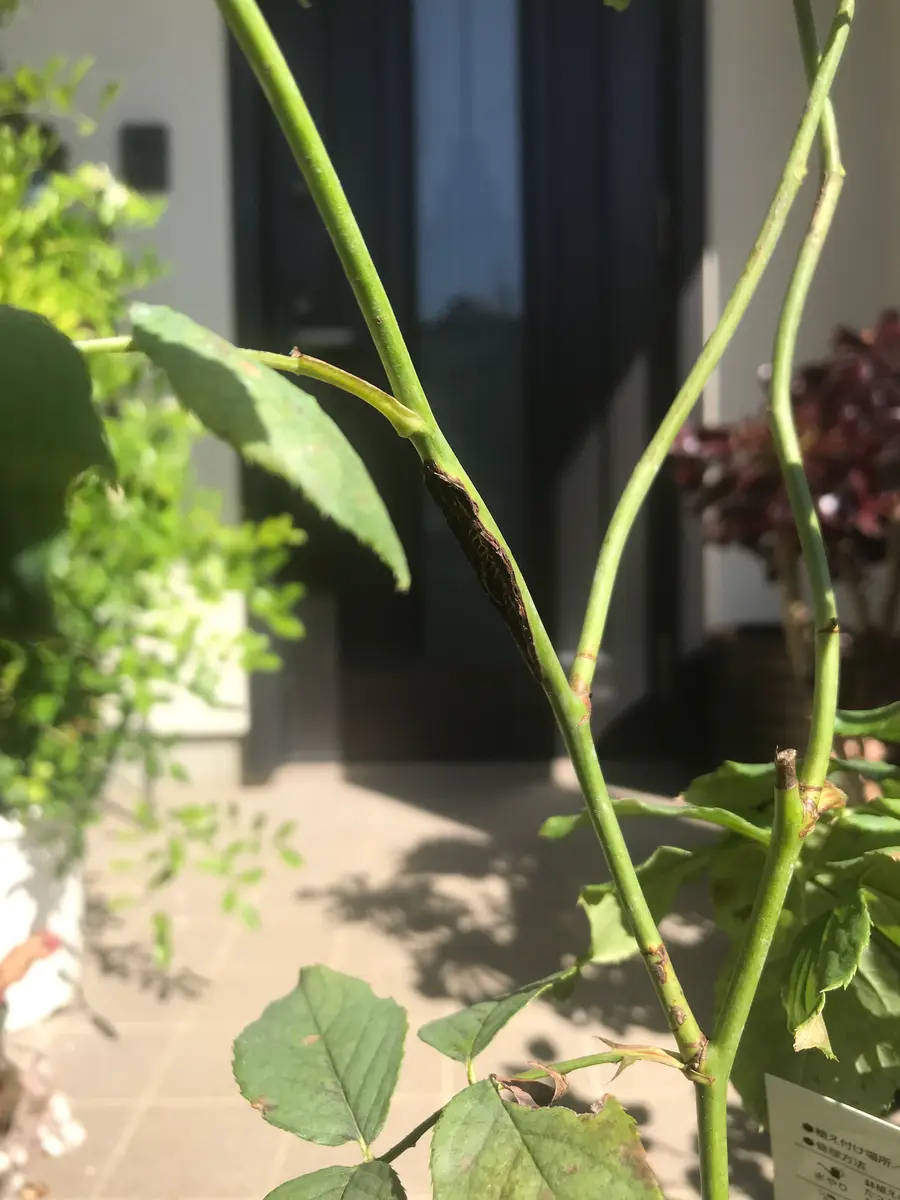 先日、○芸ネットにて購入したマハネ新苗の枝に、写真のようなも