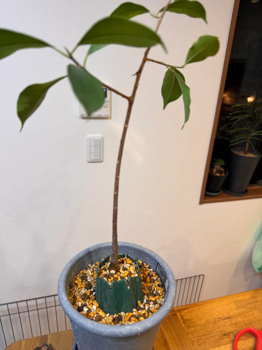 ガジュマルの挿木で、成長した写真のガジュマルなのですが、か