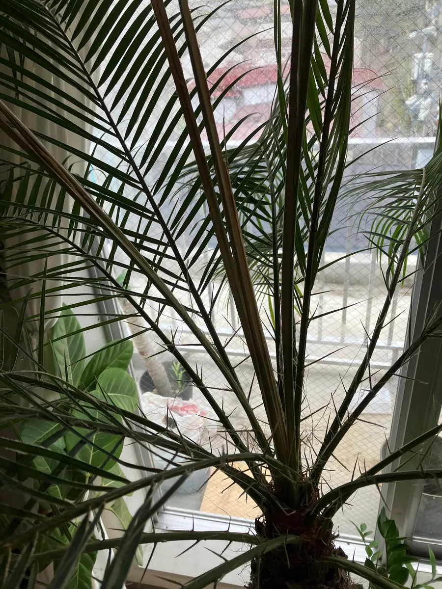 フェニックス ロベレニー(3年地植え越冬済み) 大型観葉植物