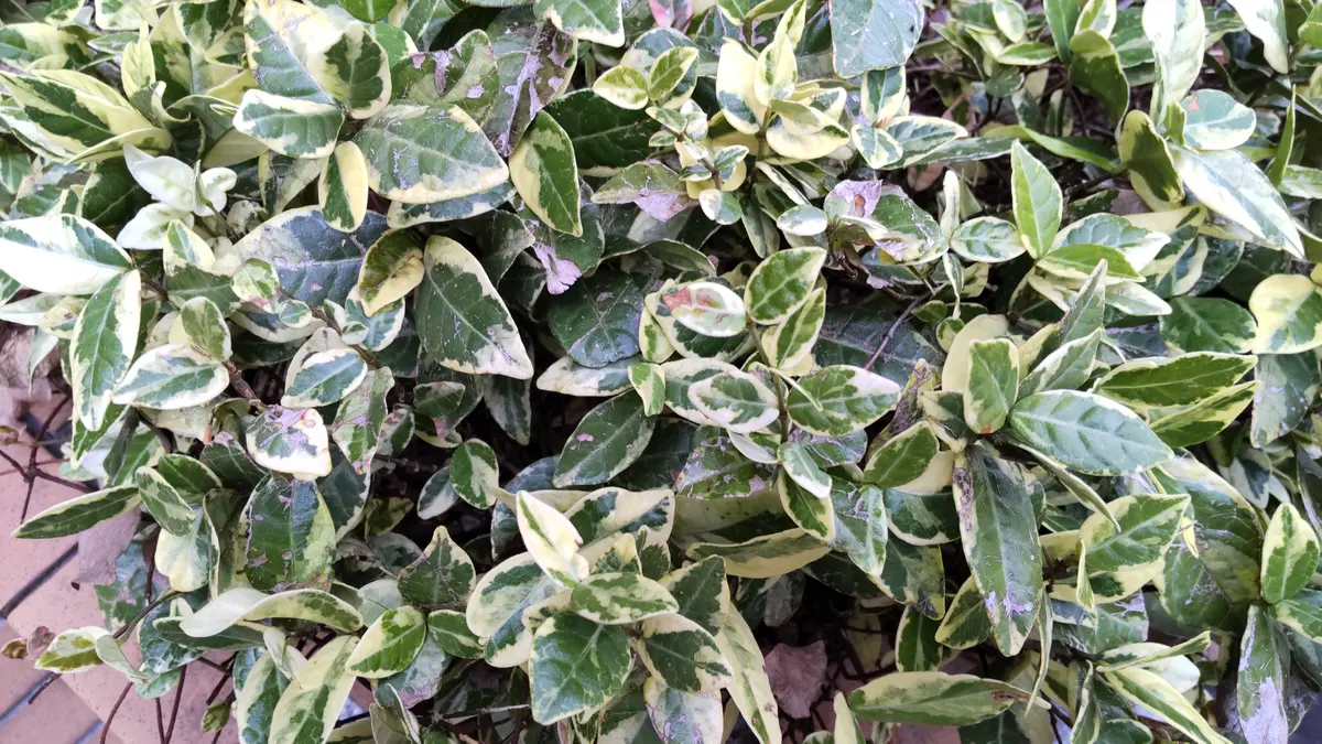 蔦　古い変わり木　照葉 はじめまして。写真のツタ植物の名前を知りたくて投稿いたしま