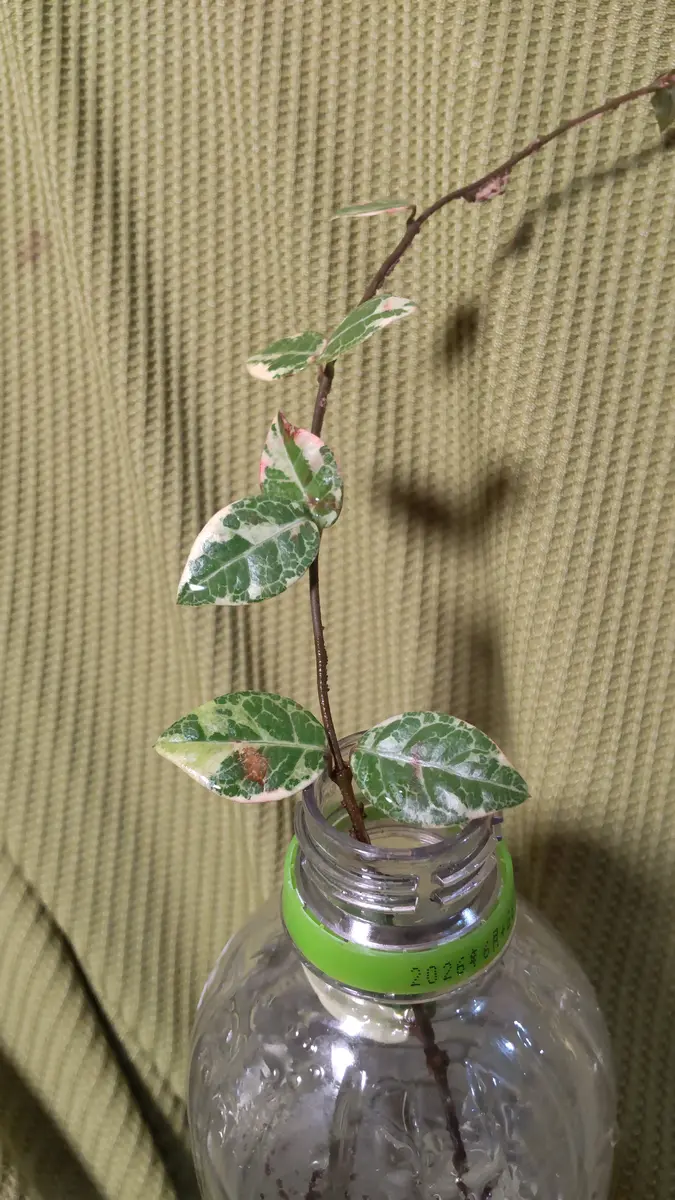 はじめまして。写真のツタ植物の名前を知りたくて投稿いたしま