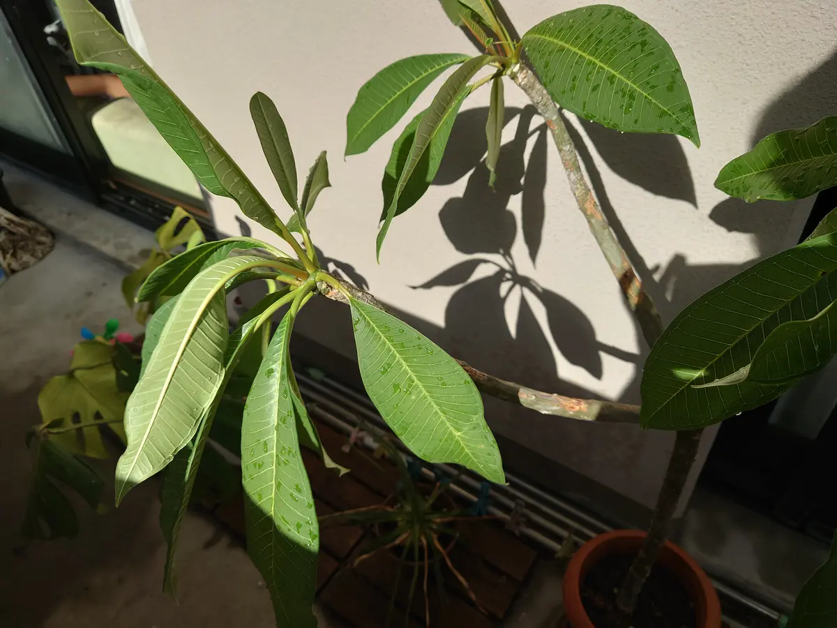 プルメリアを育てているのですが、水切れで(これは心当たりあり