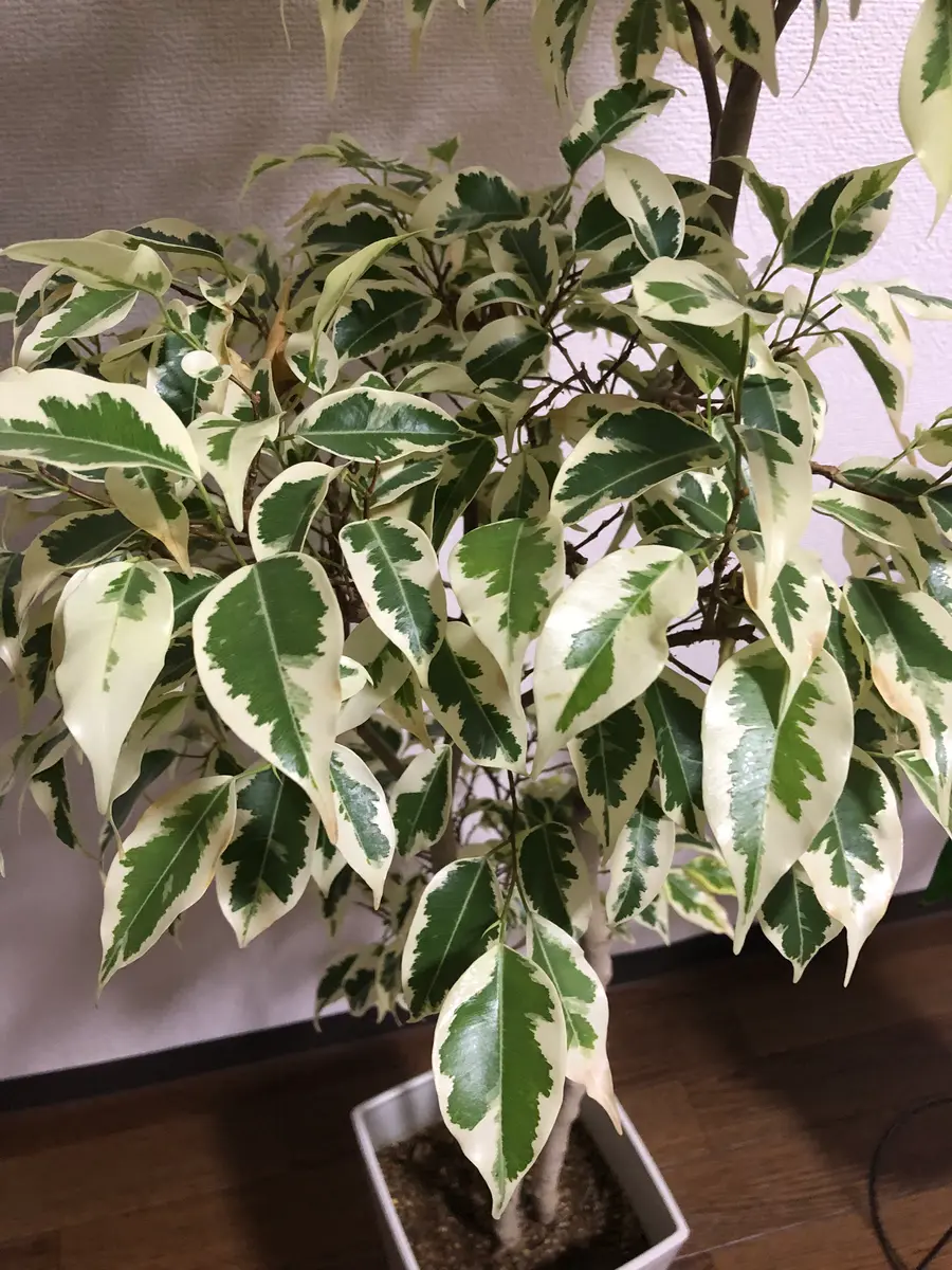 フィカス 確認用 購入不可 フィカス・ナタレンシス