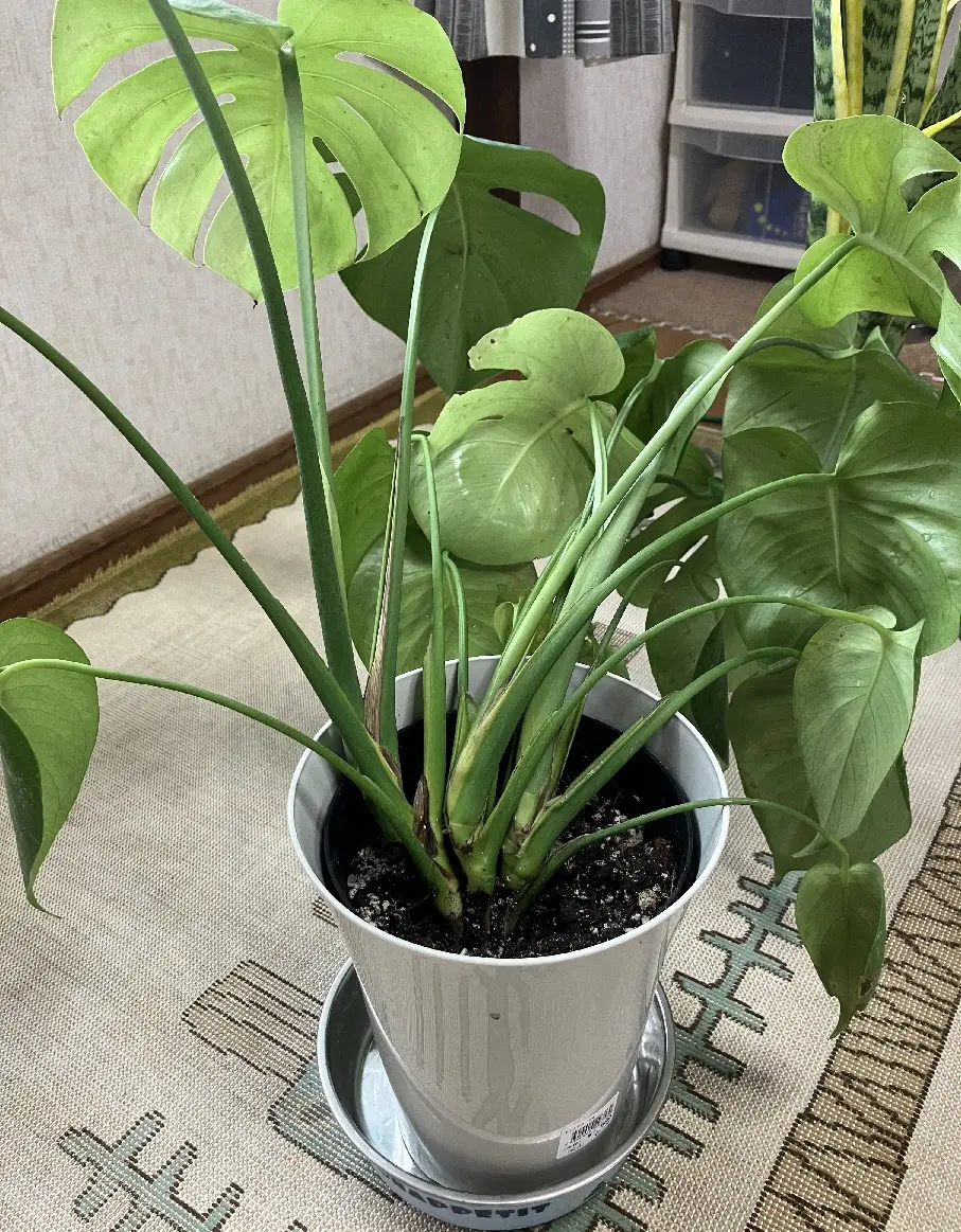 福助　モンステラ　鉢ごと発送 福助 モンステラ 鉢ごと発送 福助 モンステラ 鉢ごと発送 福助