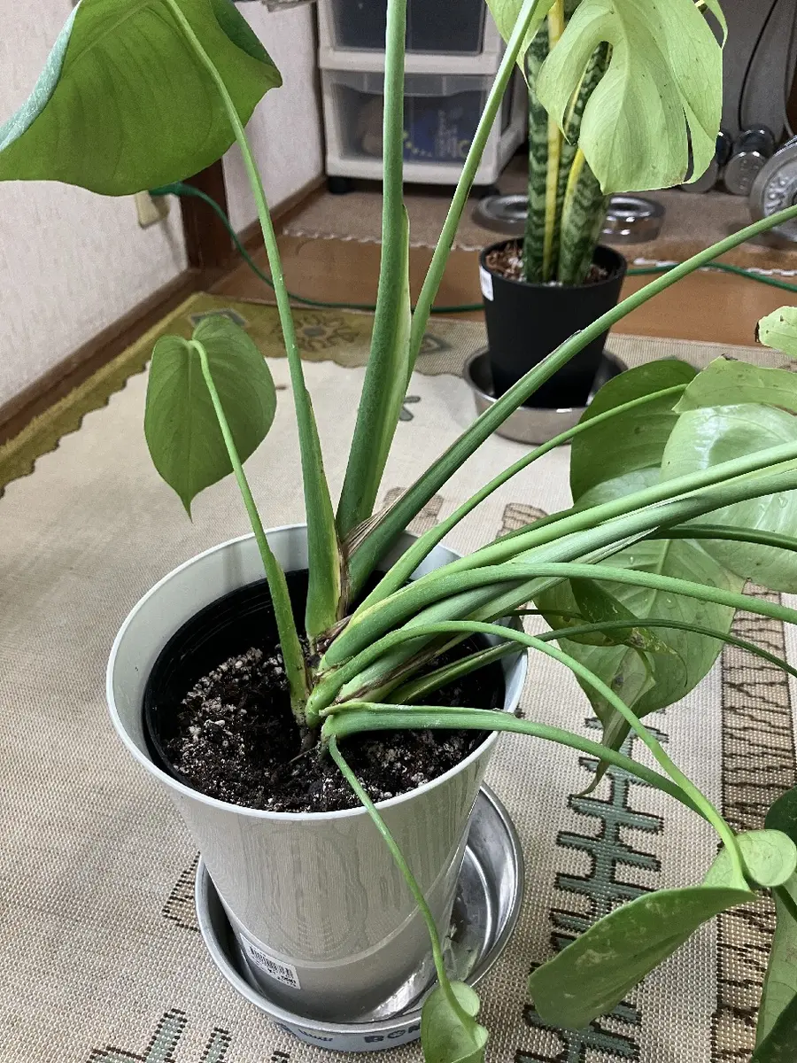 福助　モンステラ　鉢ごと発送 福助 モンステラ 鉢ごと発送 福助 モンステラ 鉢ごと発送 福助