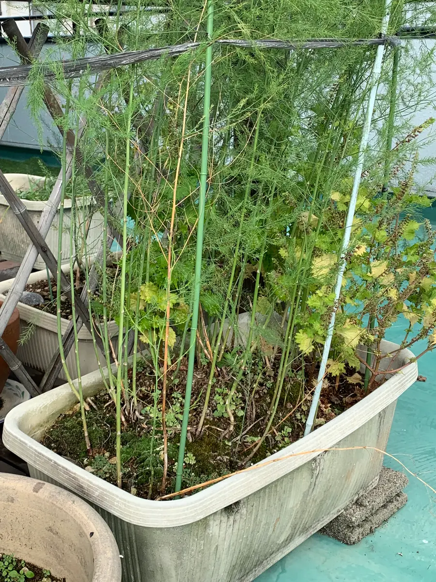 10年程前からプランターでアスパラを育てていますが、最近、細