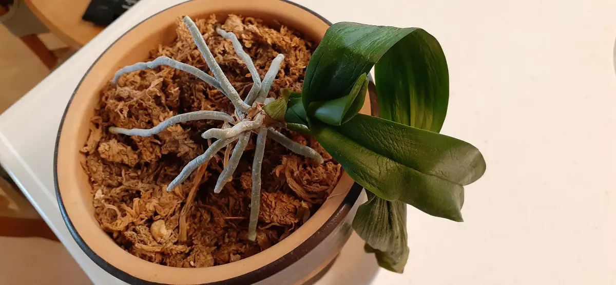 胡蝶蘭ガレージセール問い合わせ 胡蝶蘭ガレージセール問い合わせ 年に