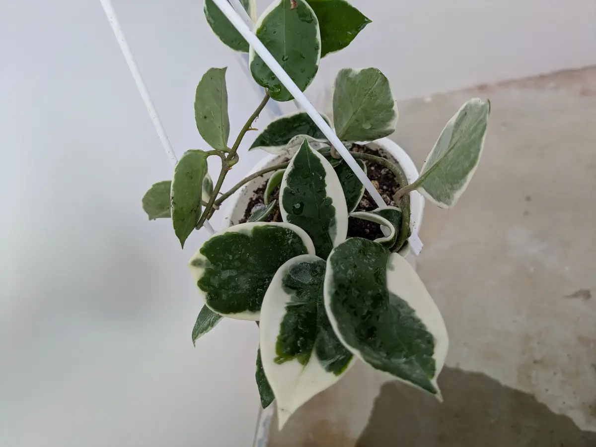 このホヤの名前とどんな花が咲くか確認したいですよろしくお願 