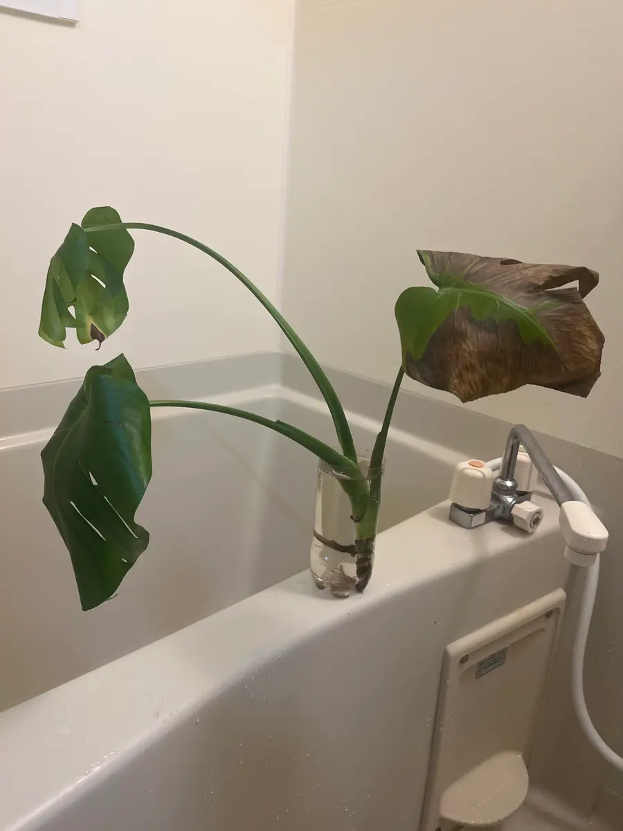 初めての利用です。モンステラが根腐れしてしまい、水耕栽培