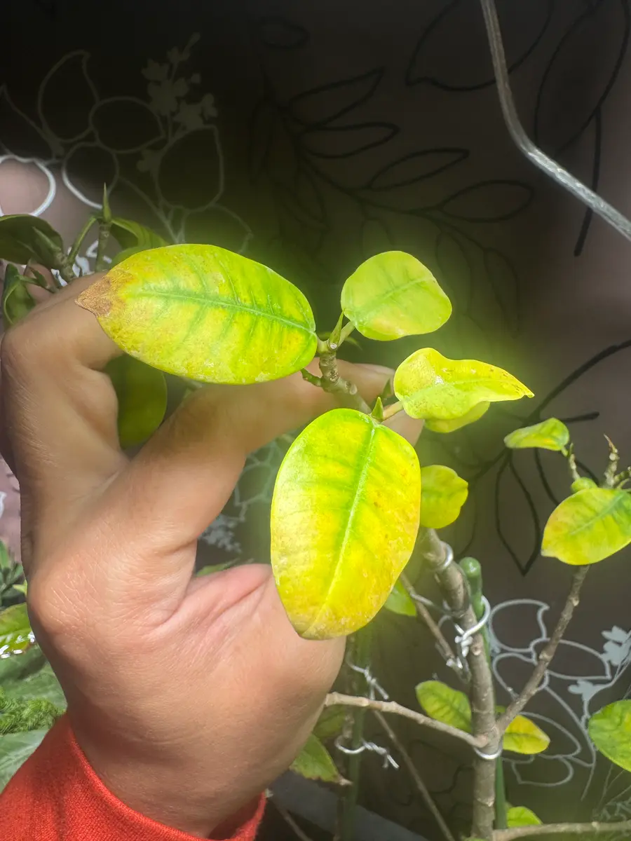 NAOです♪複数割引！スターライトビューティークイーン　ガジュマル 送料別途A】110cmｶﾞｼﾞｭﾏﾙ: インテリアグリーン（鉢物・樹木） ｜ YDM