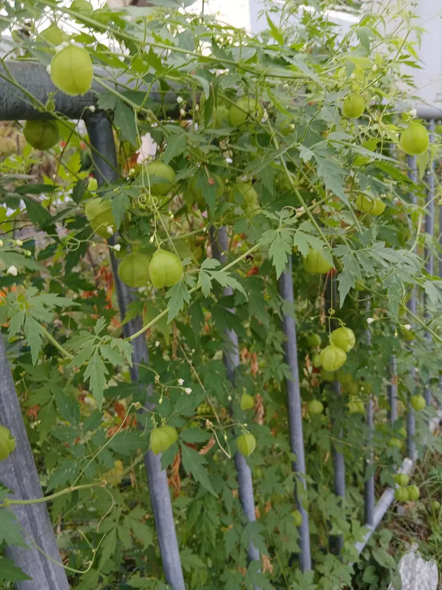 散歩中に見かけました。ひとつは、ホウズキでしょうか?二つ目の