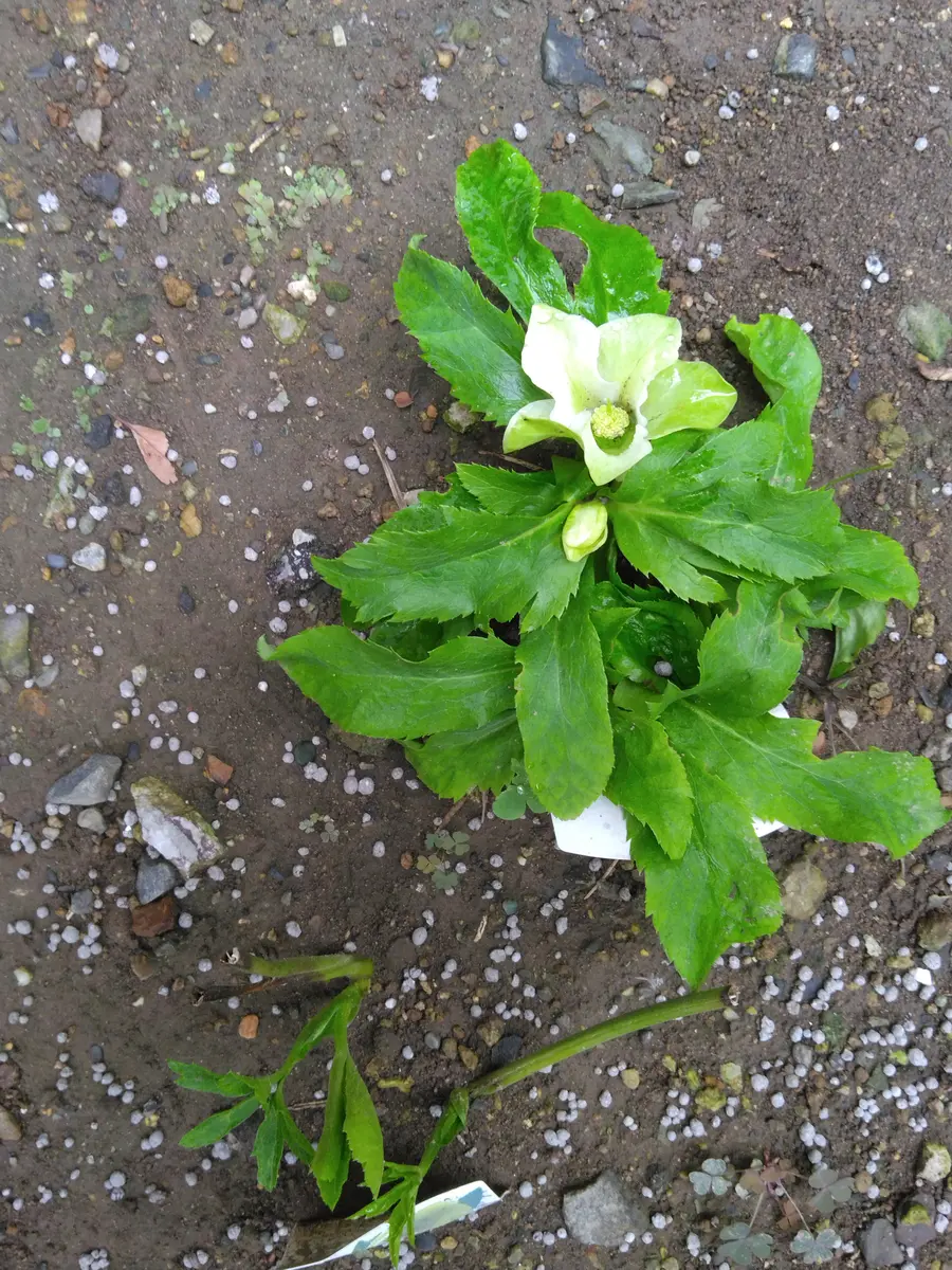 クリスマスローズ20本程　新芽が出て来てます クリスマスローズの新芽が出始めていますひと株、葉？花？らし