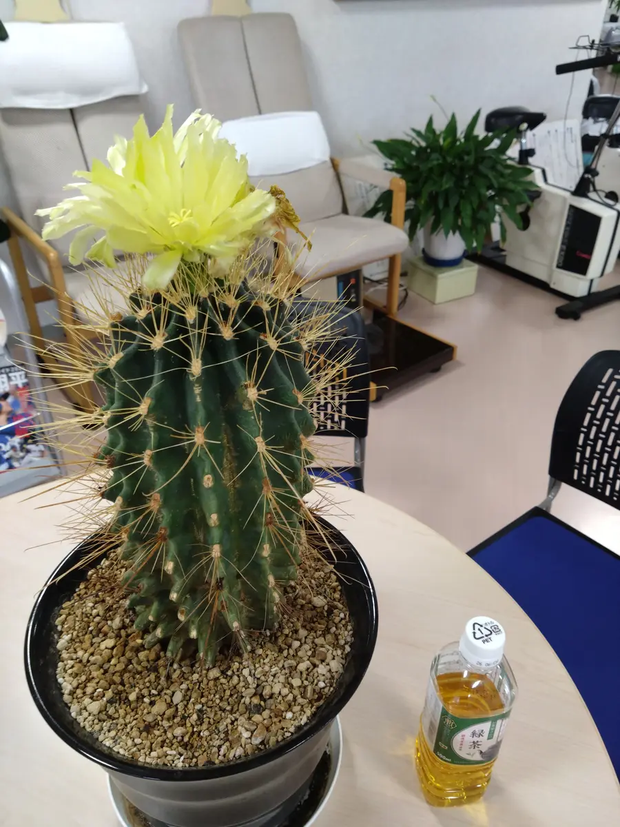 サボテンの巨大化15年ほど前に 商品のおまけにもらったサボテ｜園芸
