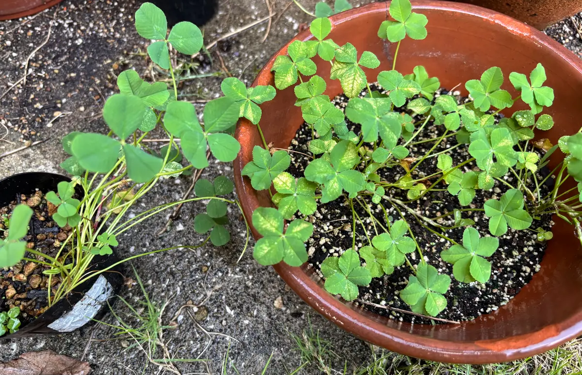 ウォーキング途中に見つけたクローバーです。なぜか四葉、5つ