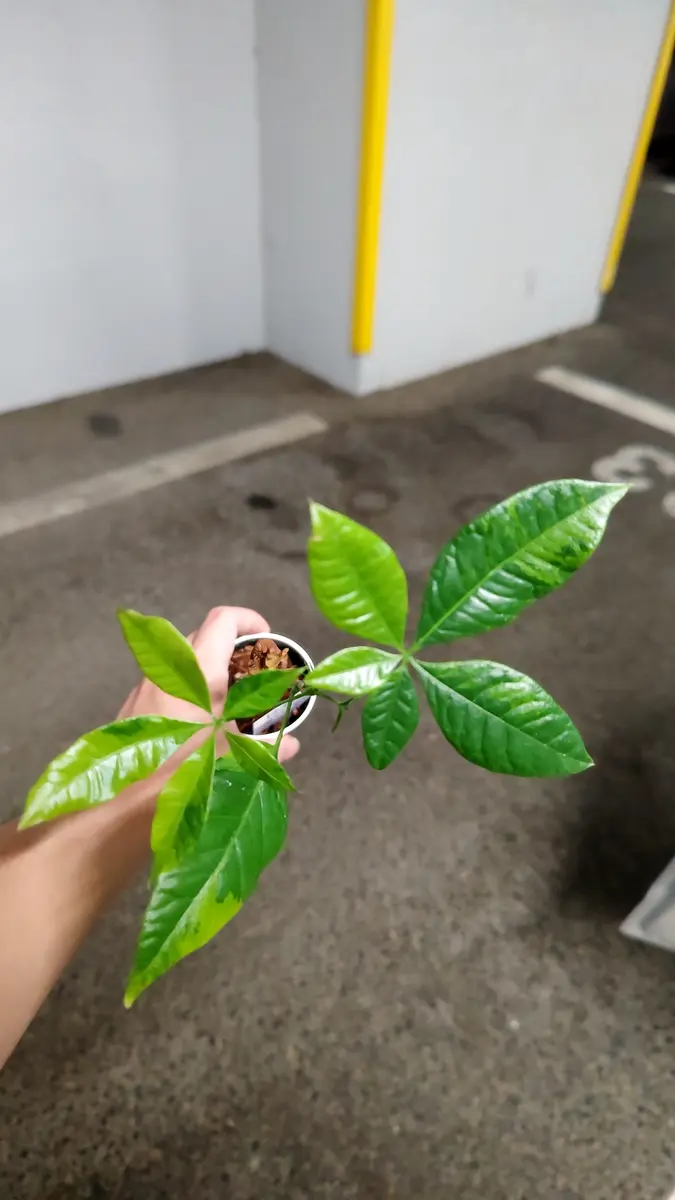 斑入りパキラ ムーンライト 実生 今日、ダイソーで実生の斑入りパキラ(ムーンライト系)を見つ