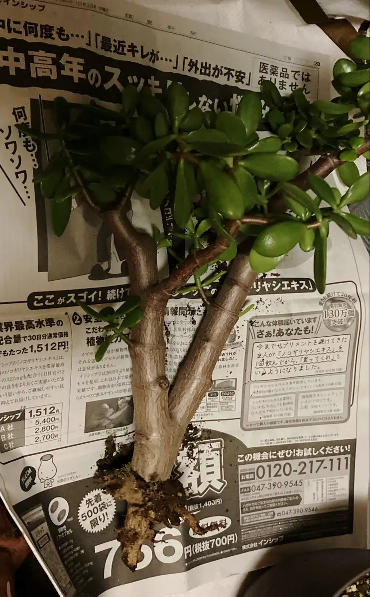 近所の方からいただいてから10年ほど経つ、金のなる木が今日夕