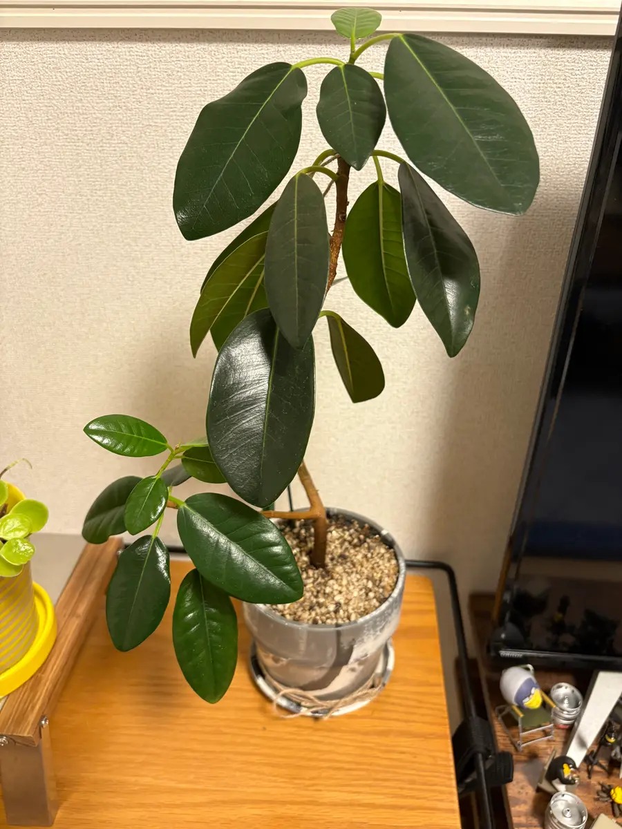 フランスゴムの木を2年前から育てているのですが、幹の根本が黒