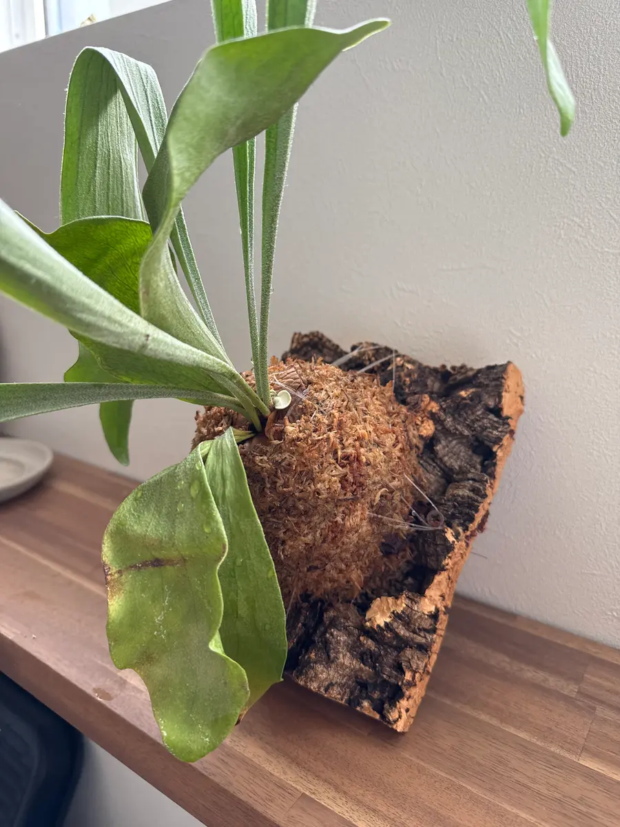 ビカクシダ ネザーランド(たぶん)ですが、購入から1年経ちます