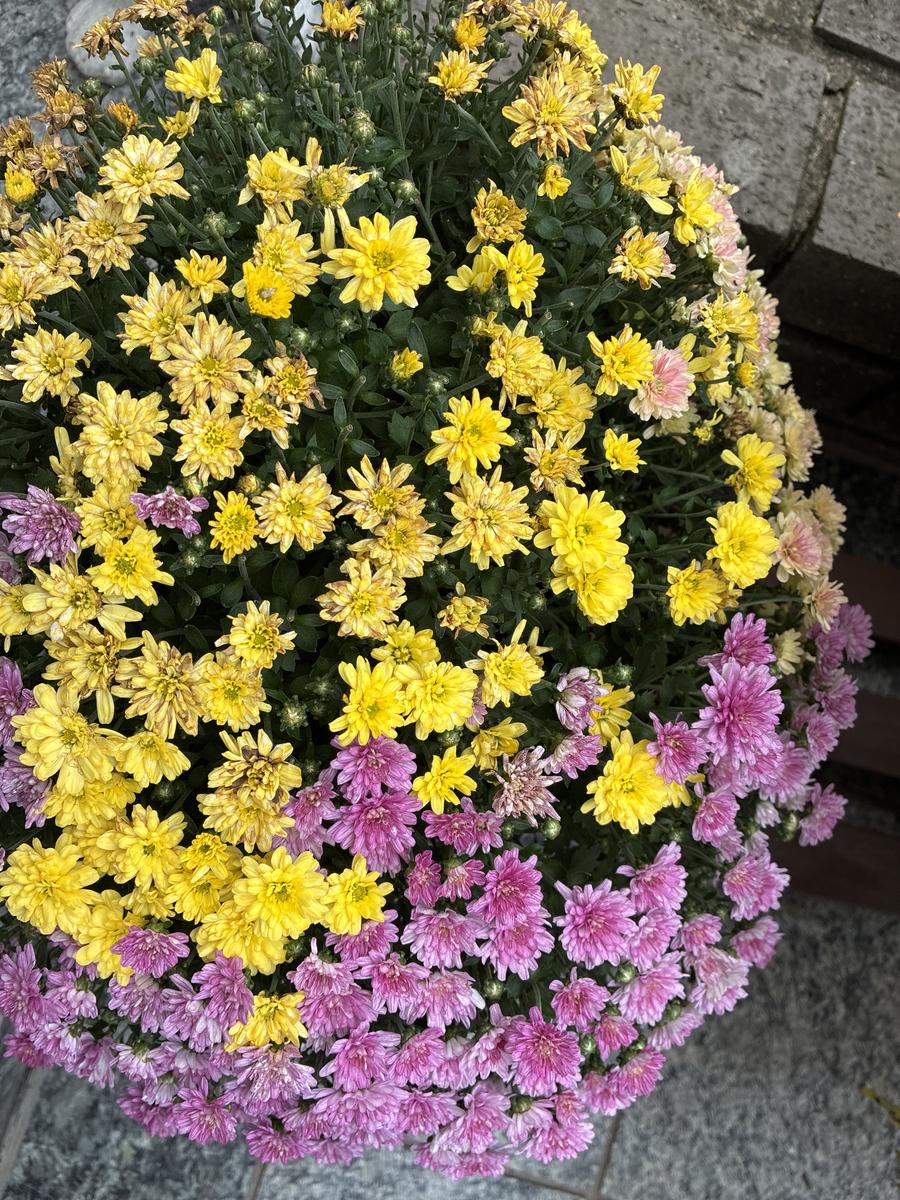初めてのご相談です。小菊の鉢植えを購入したのですが、来年も 