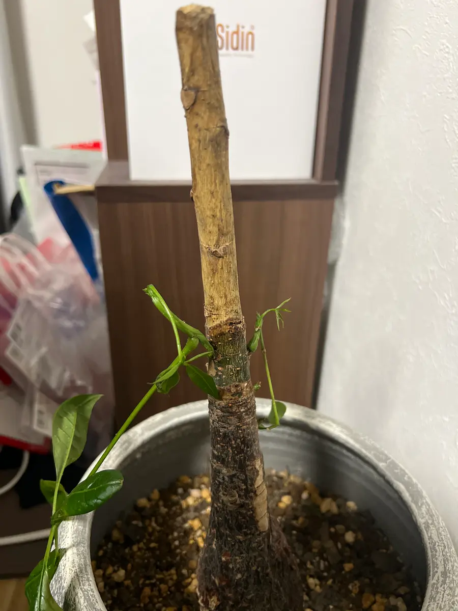 北海道住み、パキラに関する質問です。以前、パキラが冬場にや