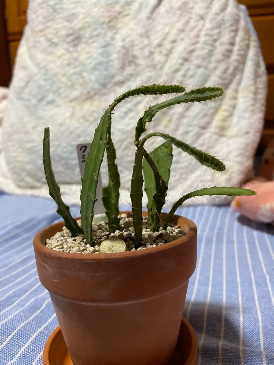 クジャクサボテンについて質問です。数日前からしおれているの