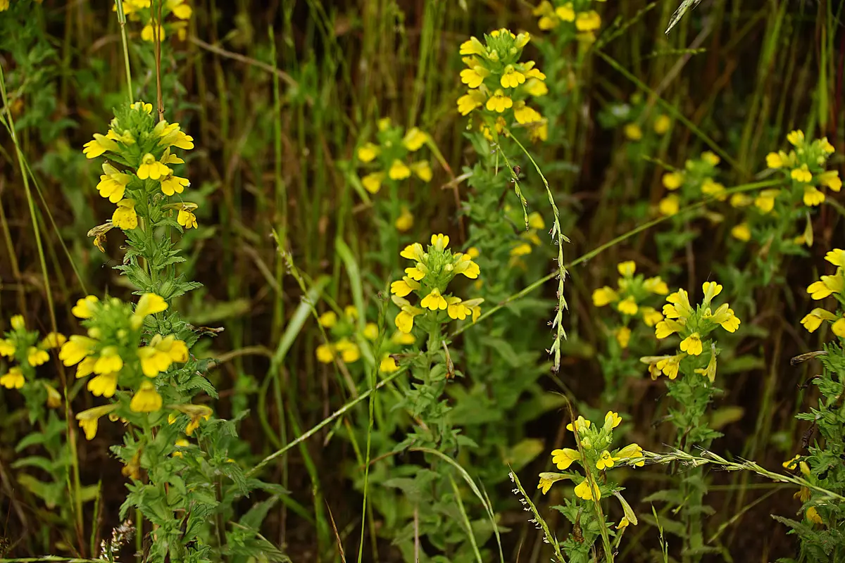 雑草の中に生えていたこの野草の名前を教えてください。花び