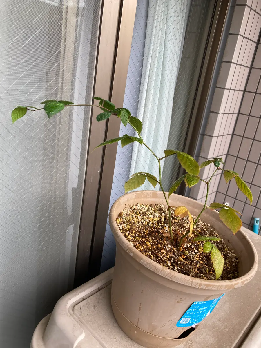 追記させていただきました】はじめまして。果樹の栽培の初｜園芸