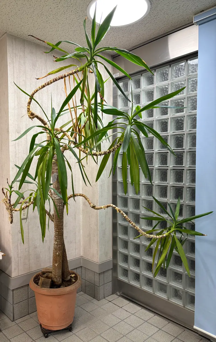 ユッカ エレファンティペス 2頭株 観葉植物 観葉植物 ユッカ