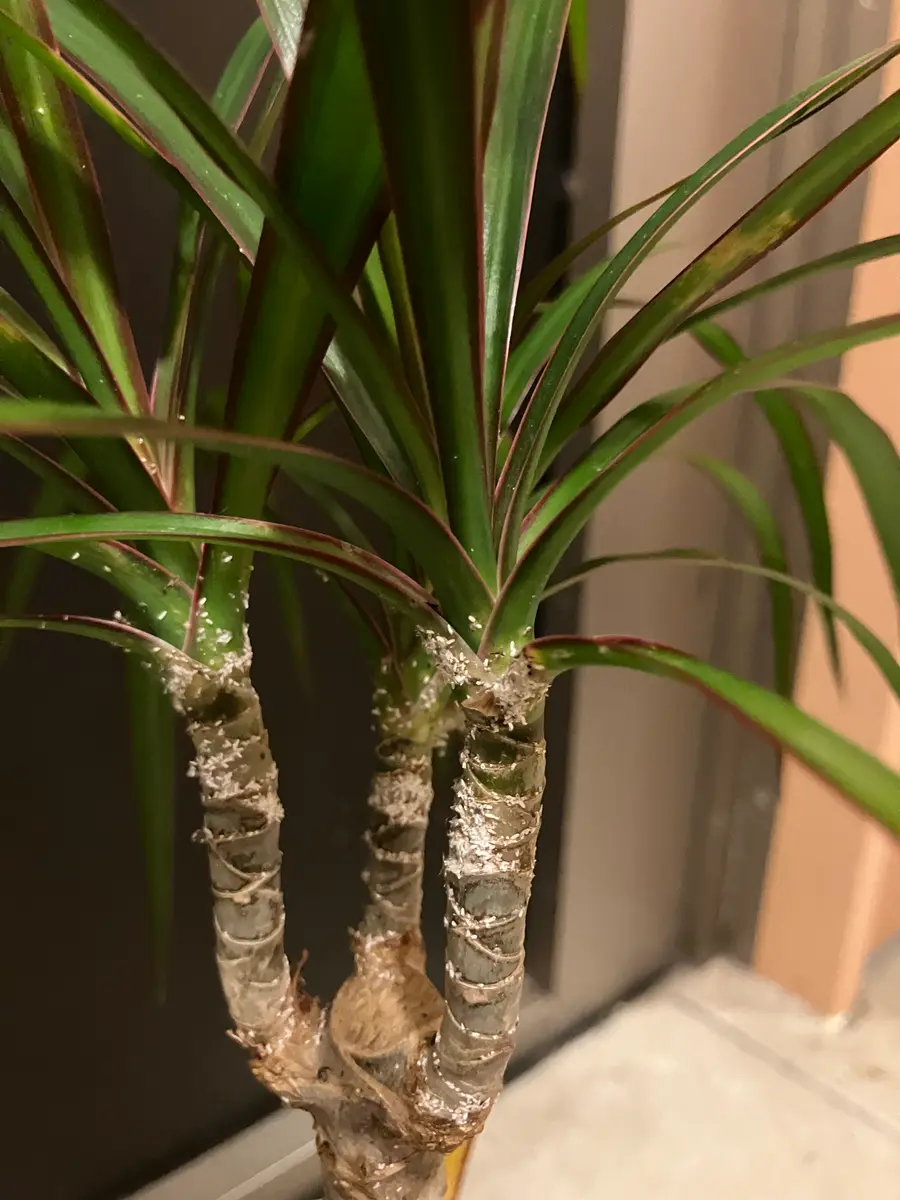 ドラセナを最近お店から買ったのですが、育て方が分からず…葉っ